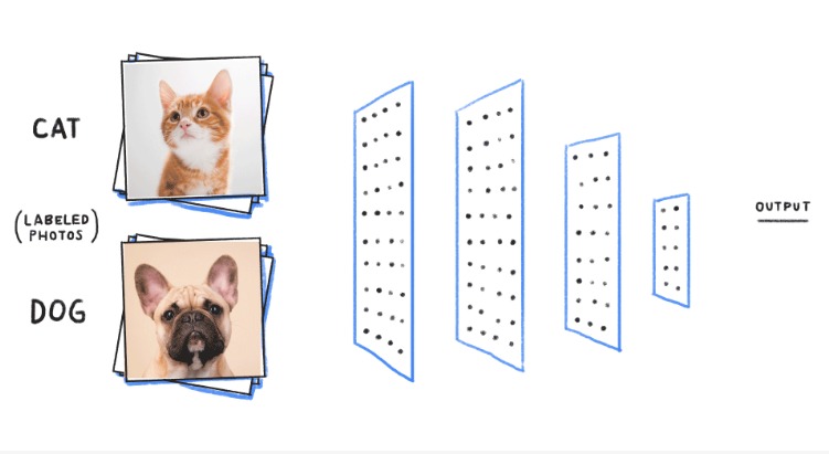 classification__of_cat