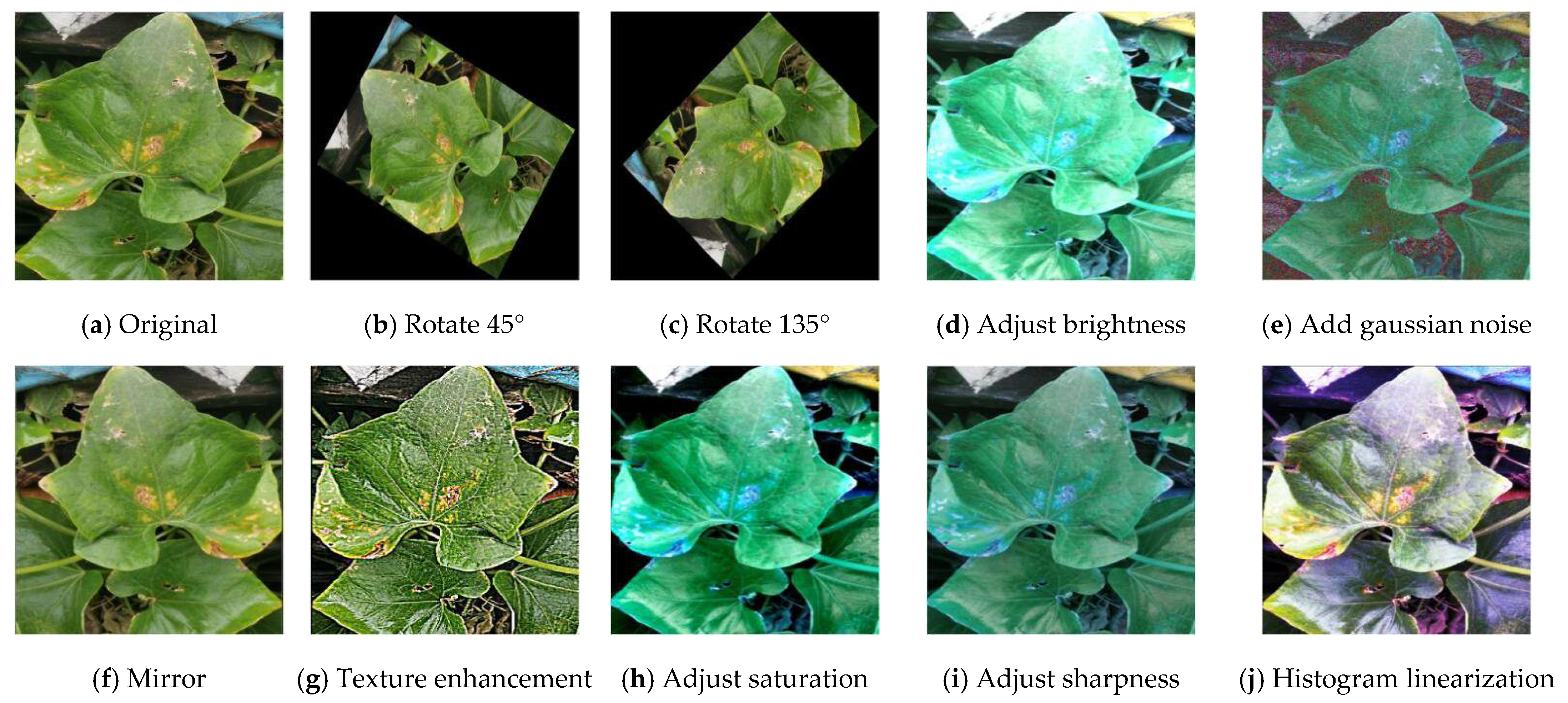 classified_leaf